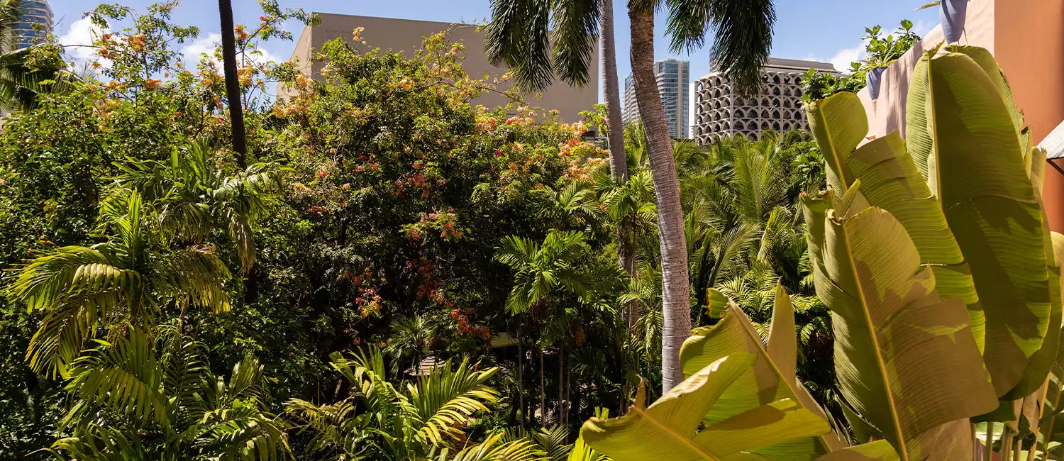 View of the lush Coconut Grove garden from the Historic Garden Room at The Royal Hawaiian.